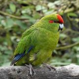 Red-crowned Parrot