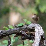 Winter Wren