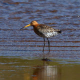 Breeding plumage - June 17.