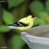 American Goldfinch