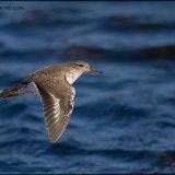 Spotted Sandpiper on the wing