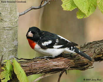 Male Rose-breasted Grosbeak