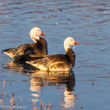 Pair of Blue Phase Snow Geese