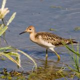 Non-breeding plumage - October 11.