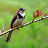 Red-whiskered Bulbul with a mouth full.
