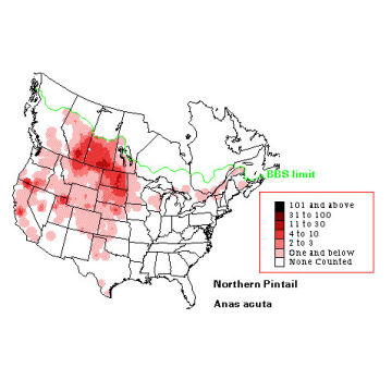 Northern Pintail distribution map