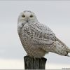 Snowy Owl