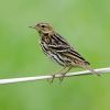 Pechora Pipit