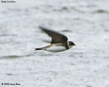 Bank Swallow in flight