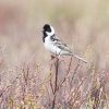 Pallas's Bunting