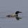 Common Loon