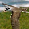 Bridled Tern