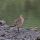 Bar-tailed Godwit