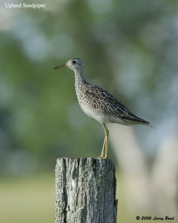 Upland Sandpiper