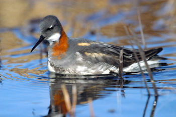 Male Red-necked Phalarope