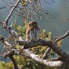 Northern Pygmy-owl
