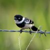 White-collared Seedeater