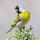 Lawrence's Goldfinch