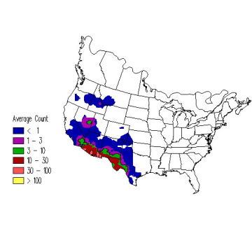 Brewer's Sparrow winter distribution map