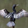 Neotropic Cormorant