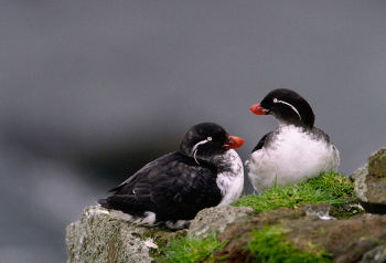 Nesting Parakeet Auklet