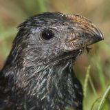 Groove-billed Ani Portrait