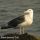 Great Black-backed Gull