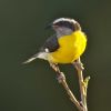 Bananaquit