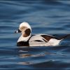 Long-tailed Duck