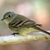 Gray Flycatcher