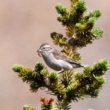 Deception Pass, Banff National Park, CA - July 31, 2010