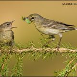 Feeding time  fora  Pine Warbler