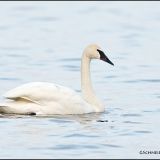 Trumpeter Swan