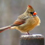 Female