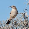 Le Conte's Thrasher