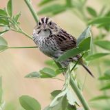 Henslow's Sparrow