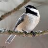 Black-capped Chickadee