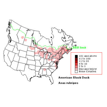 American Black Duck distribution map