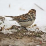 Lapland Longspur, Honey Pot, Hadley, Mass. December 31, 2012