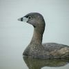 Pied-billed Grebe