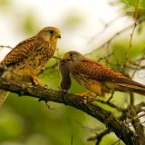 Eurasian Kestrel offering a vole to female - Hortobagy - Hungary