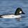 Common Goldeneye