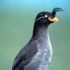 Crested Auklet