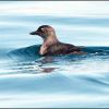 Cassin's Auklet