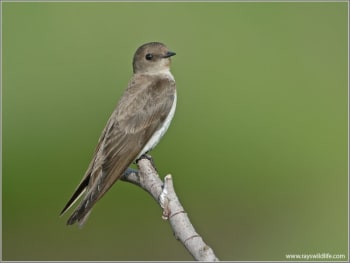 Northern Rough-winged Swallow