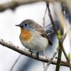 Red-breasted Flycatcher