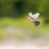 In flight