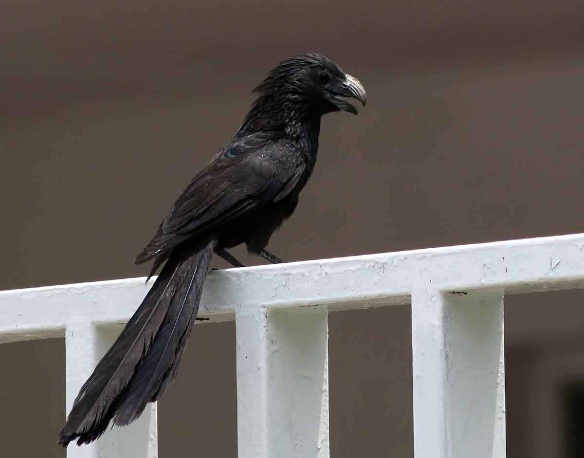 Crotophaga sulcirostris