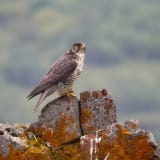 Gyrfalcon - Denali NP Alaska USA