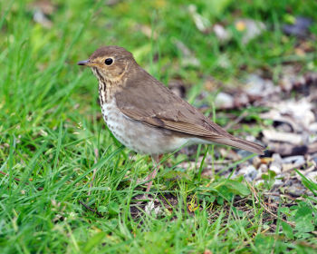 Swainson's Thrush